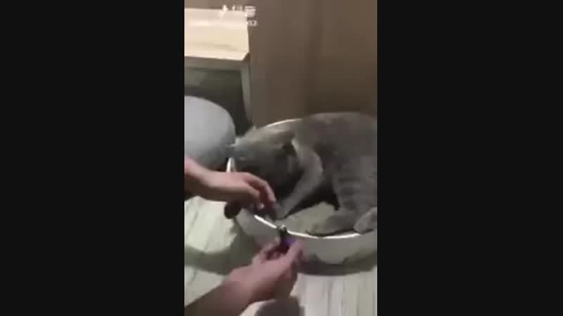 Как постричь коту когти