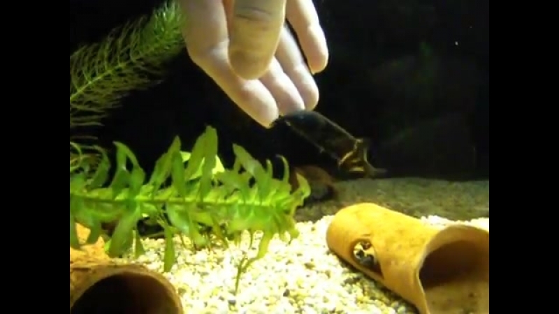 Gnathonemus petersii (нильский слоник)