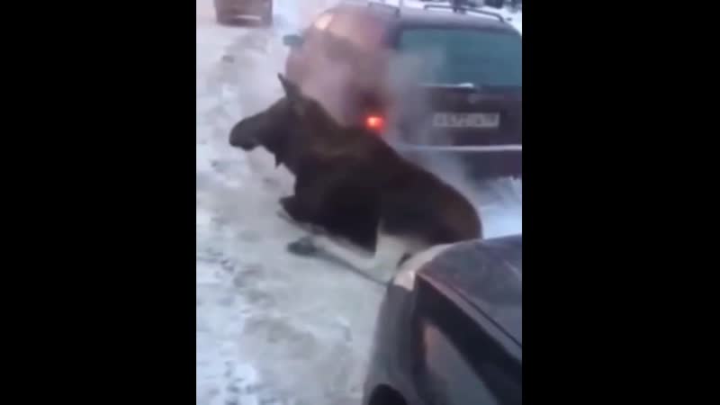 Лосяш токсикоман в москве
