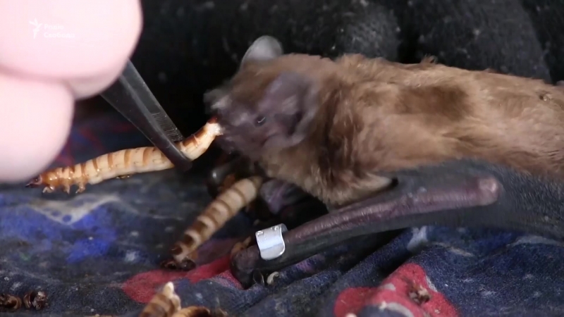 Рекордну кількість кажанів випустили на волю в харкові