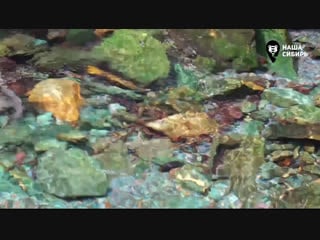 Live правый монитор