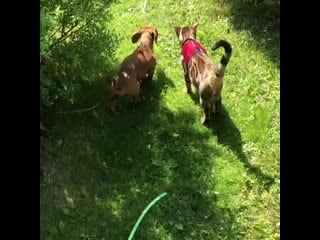 Наш выпускник wild world of mary kristofer