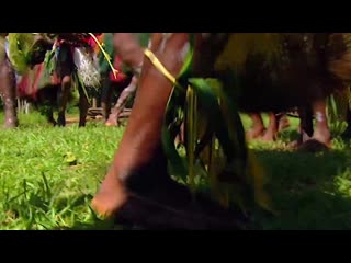 Tribal exotic dances of papua new guinea podvrbidwss