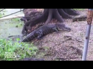 Now whos the scaredy cat alligator vs housecat