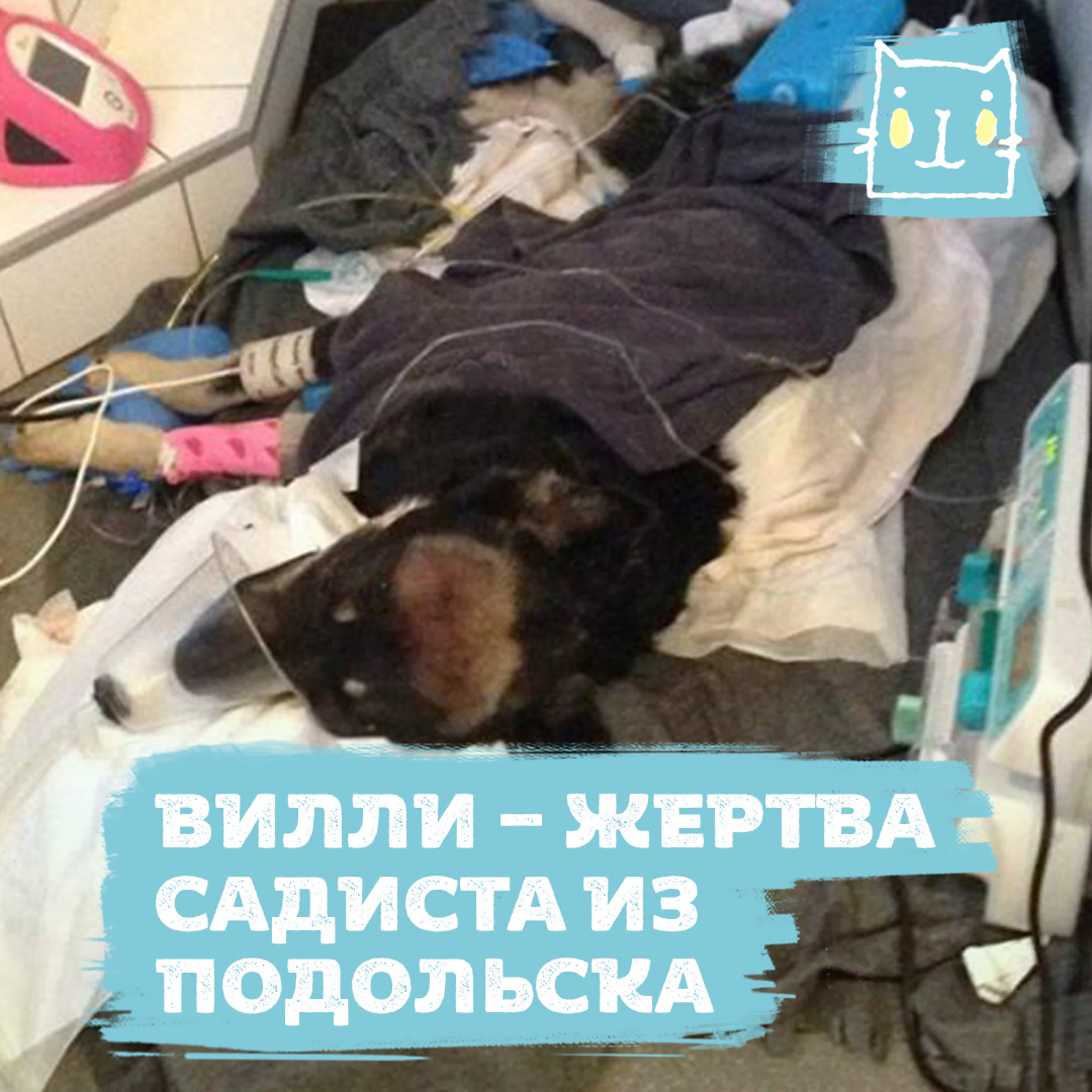 Мужык трахает собаку 