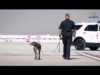 Lapd bomb k9