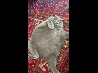 This beachball of a cat (though she looks severely overweight, she is not! pitoe has severe scoliosis which makes her body shor