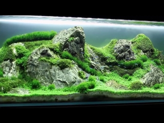 Giuseppe landieri aquascaper green rocky mountains layout 2016