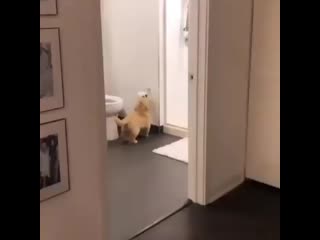 Puppy lovings 20200416 212122 0 mp4