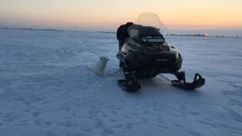 He is back! песец