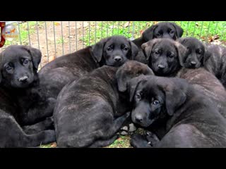 Кастро лаборейру castro laboreiro dog