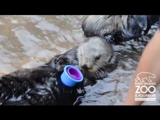 Nellie the sea otter stacks cups at point defiance porn