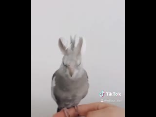 Birbs hub