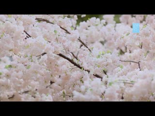 [mv] snh48 sakura no ki ni narou