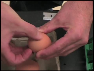 Windowing chicken eggs for developmental studies