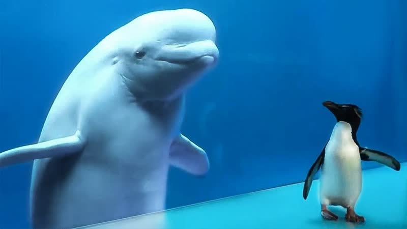[мастерская настроения] кит впервые увидел пингвина, и вот что произошло дальше