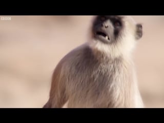 Scarface fights off other monkeys life story bbc