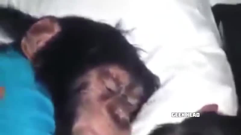 Ержан вставай на работу пора лучшая подборка с ержаном