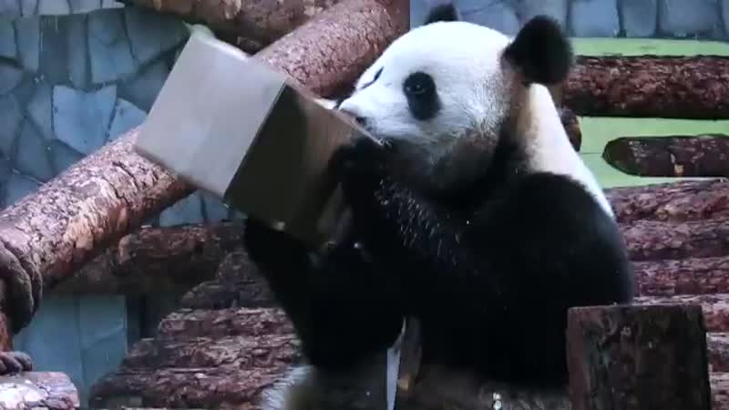 Знакомьтесь диндин и жуи! очаровательные большие панды, приехавшие в наш зоопарк из китая vd н назарова