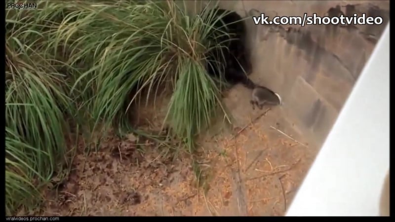 Быдло обезьяны жестко отпиздили енота