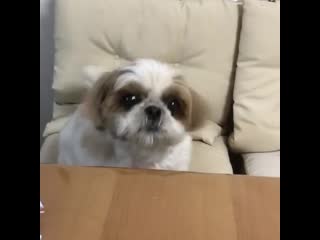 Я требую добаи