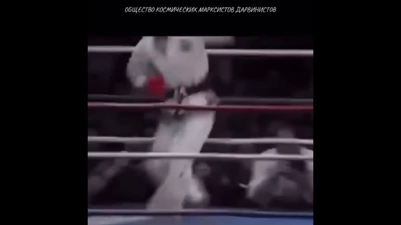 Азиатский боевой гопак азиатский боксёр vs азиатский тхэквондёр