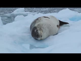 Leopard seal basking & curious on an ice