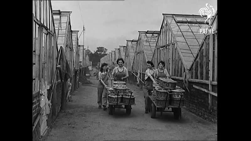 Шотландия, 1945 девушки за работой scotland, 1945 girls at work