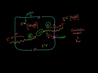 Membrane potentials part 1