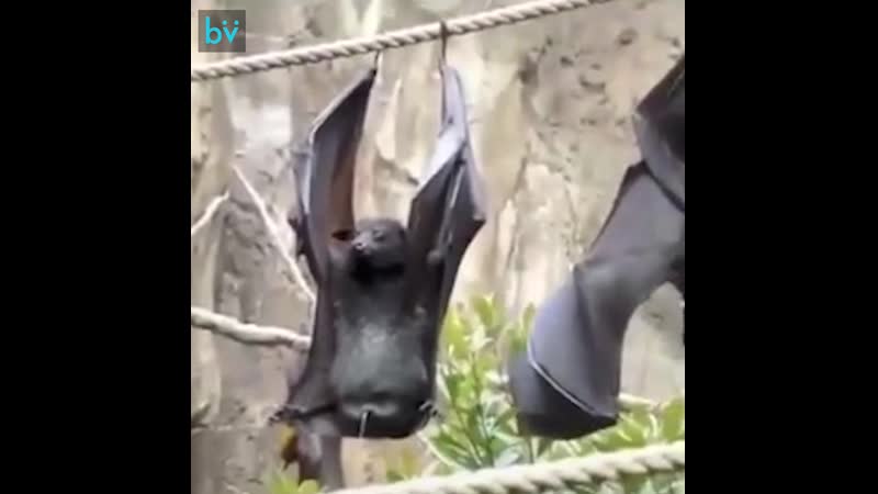 Как писают летучие мыши