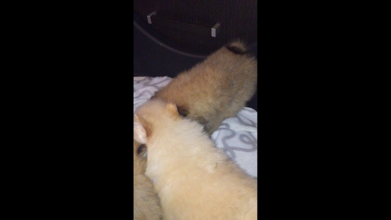 Карликовые немецкие померанские шпицы