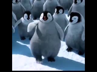 Happy feet but it's mark's rap in jopping