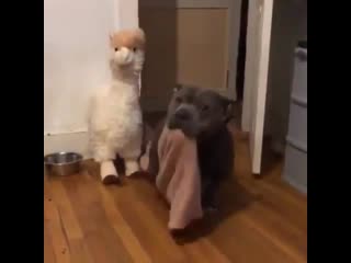 Lil disabled pupper preps to cuddle up for the night