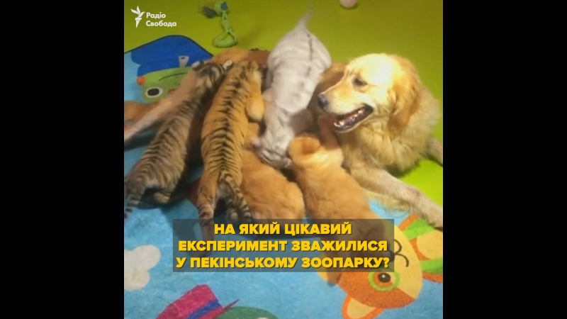 Експеримент у зоопарку пекіна