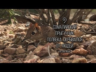 Somali sengi re discovered rare elephant shrew