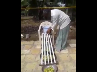 Indian farmer sorts lemons by their size