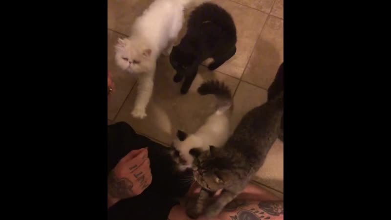 Ablxck | feeding frenzy friday