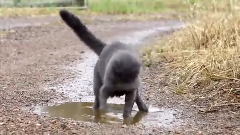 В параллельной вселенной (vhs video)