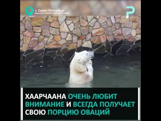 Медведица скучает