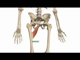 Muscles of the thigh part 2 medial compartment anatomy tutorial