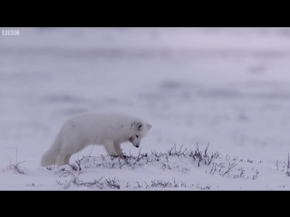 Young fox hunting in the snow life story bbc