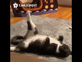 Кошачья йога