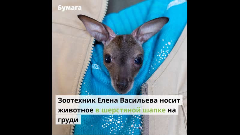 Сотрудница ленинградского зоопарка выкармливает кенгуренка