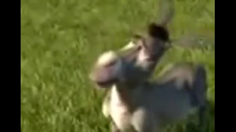 Дяденька дайте пожалуйста чупа чупс