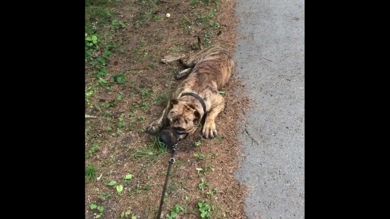 When It's Too Much Ambling For Chief