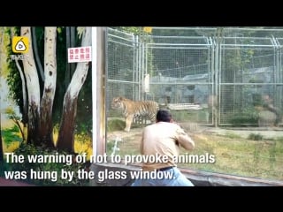 Ignorance man provokes tiger in a porn regardless of warning sign