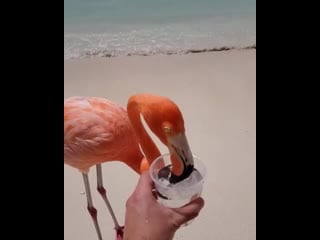 Flamingos on the beach