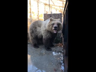 Видео от челябинский зоопарк