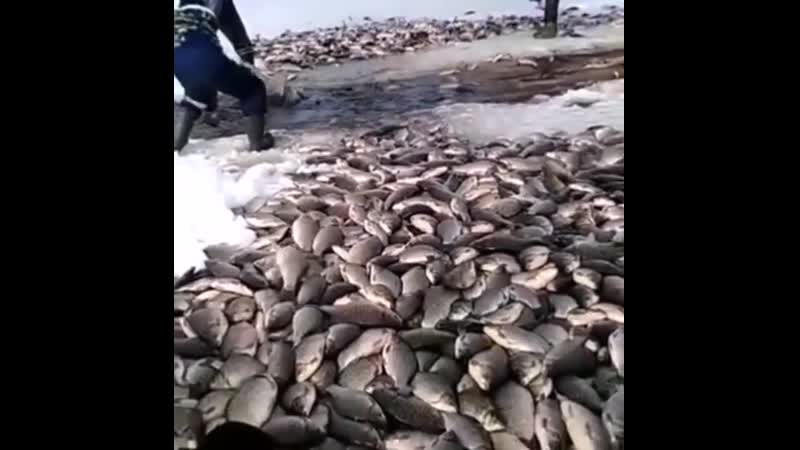 Огромные караси juhjvyst rfhfcb