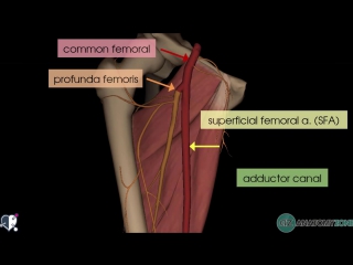 38 lower limb arteries overview 3d anatomy tutorial